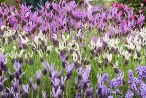 Lavandula pedunculata ssp. pedunculata (top), L. 'Ballerina' (middle), L. 'Pukehou'